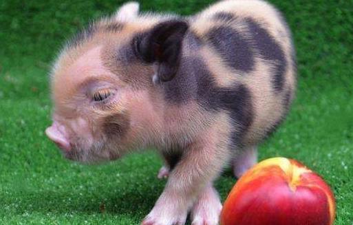 宠物猪多少钱一只实体店,宠物猪多少钱一只