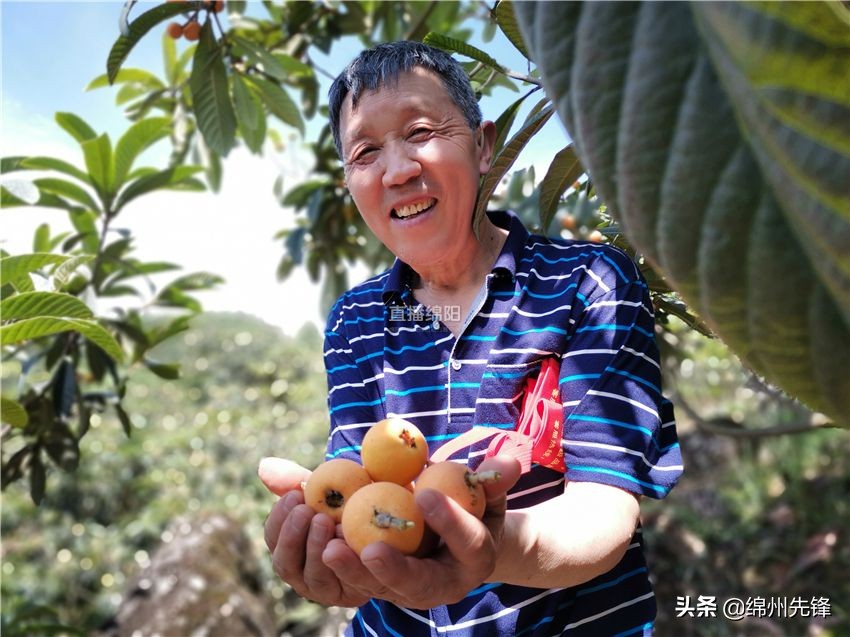 哪个地区的大五星枇杷口感最好,绵阳北川圣灯山枇杷