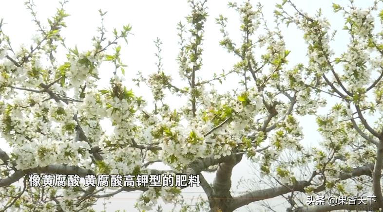 大樱桃发黄落果,大樱桃落果严重是怎么回事