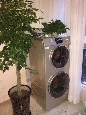 行走的蒲公英猫咪照片,行走的蒲公英猫品种