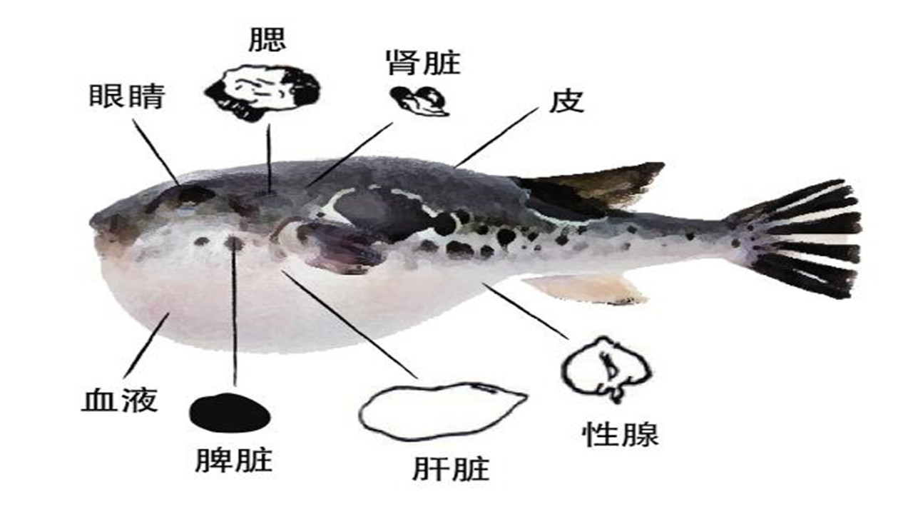 河豚怎么养殖最好,河豚的养殖技术视频