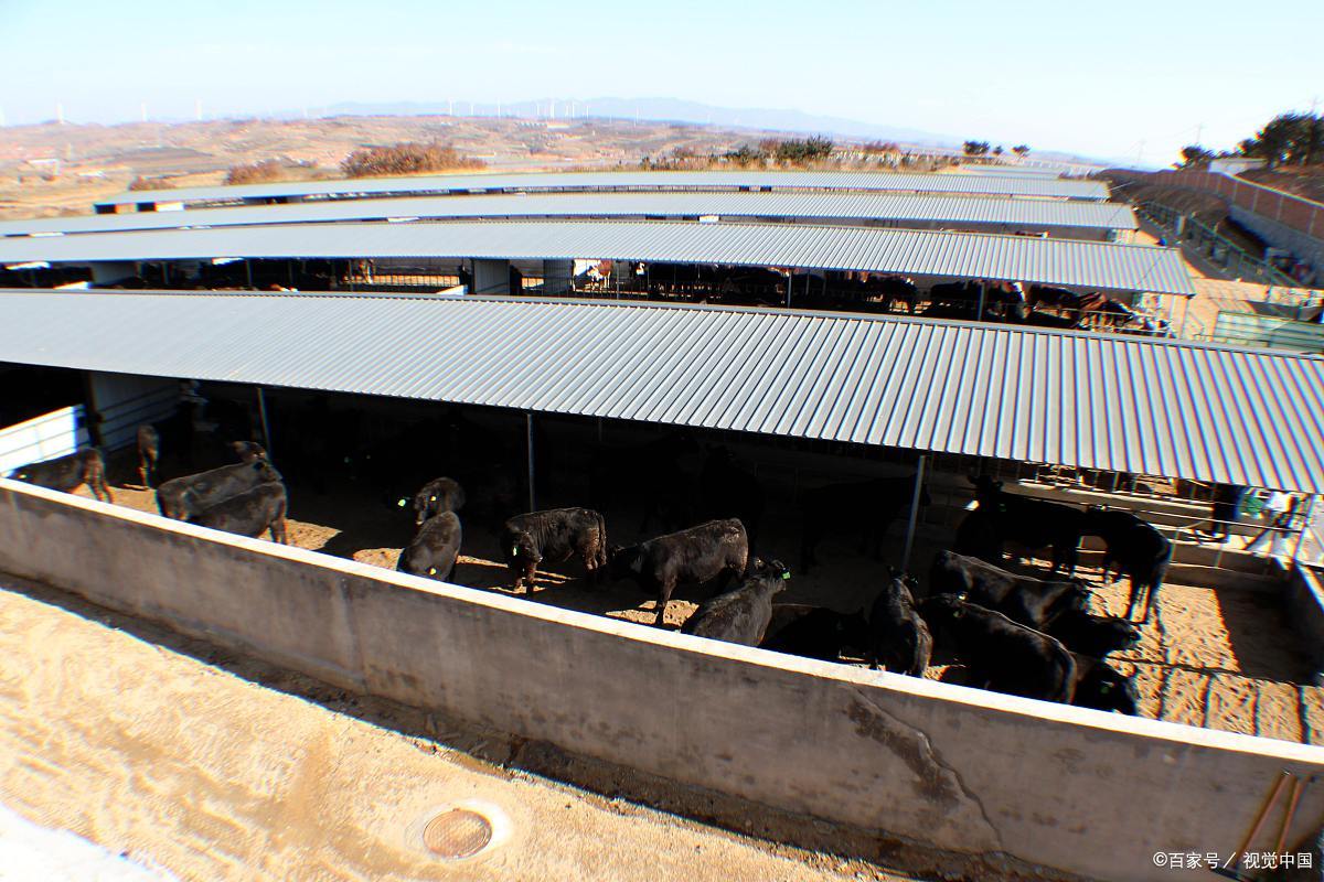 肉牛长途运输的应急处理,肉牛长途运输怎么预防应激