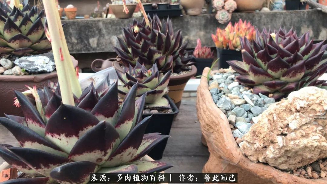 小警察的乌木：红与黑的霸气之美！