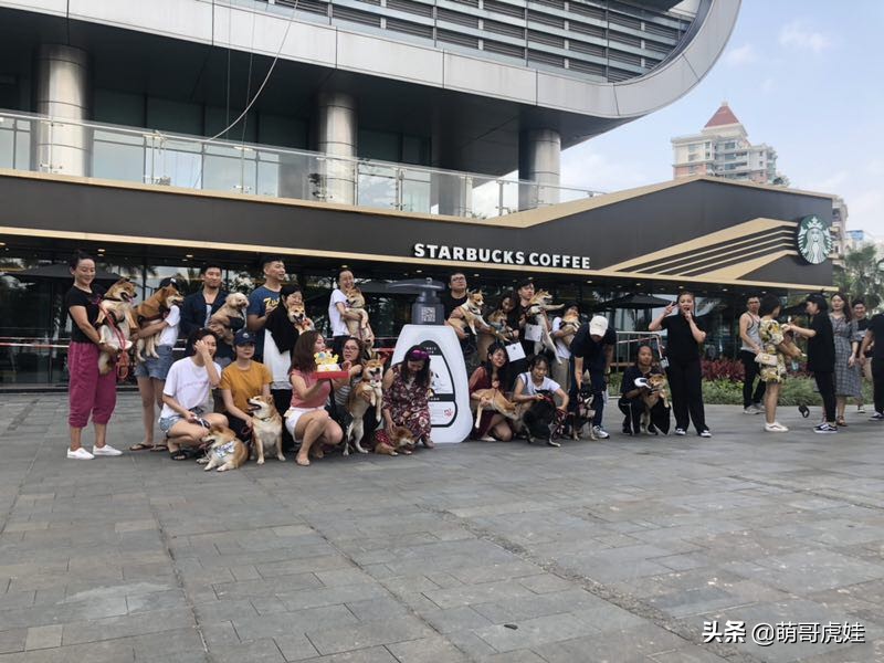 全城寻找巨型贵宾犬,刚抱回家的巨型贵宾犬