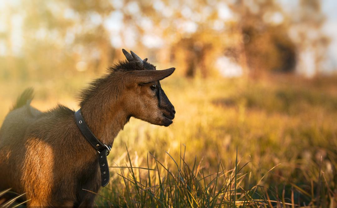 2021喀麦隆极简报告-税收制度