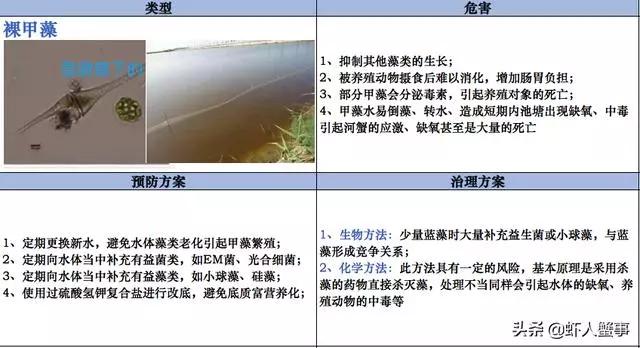 绿藻蓝藻青苔怎么区别,为什么藻类不容易存活