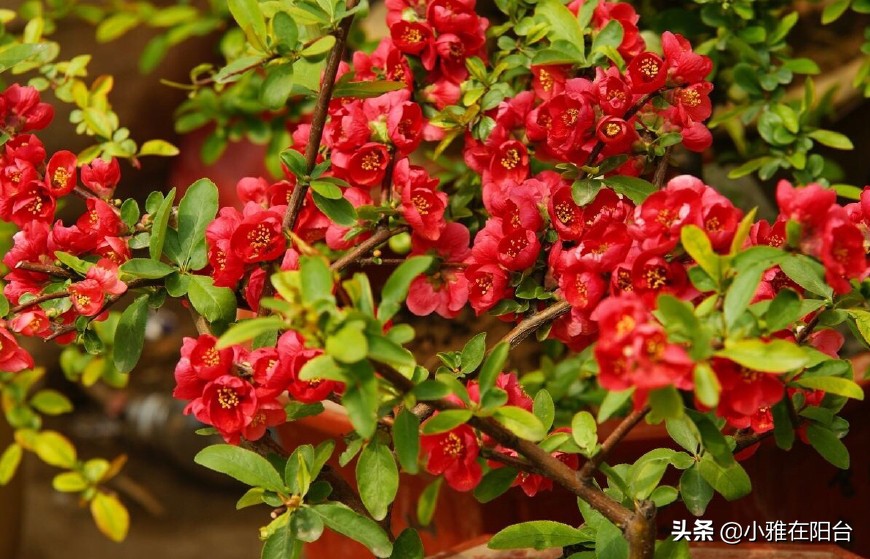 寒冬腊月养这“四种花”，越冷越开花，春节开的最美，花香满屋！