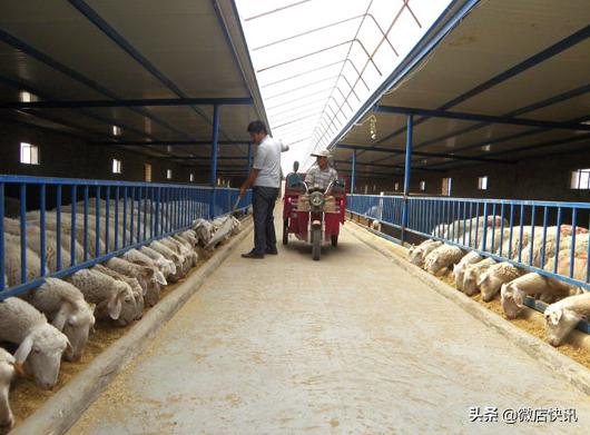 农村养殖什么最赚钱鸡鸭猪羊,现在农村做什么养殖赚钱