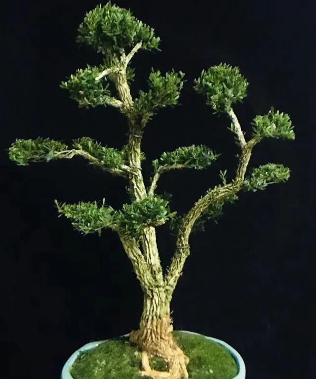 黄杨盆景的造型技巧,黄杨极品盆景制作视频