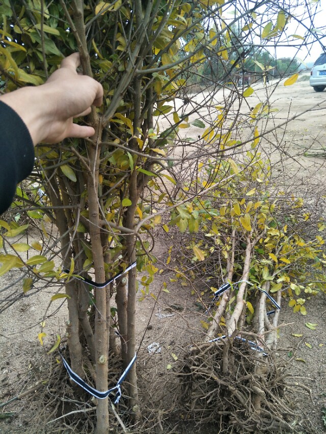 突尼斯软籽石榴哪个品种最好,突尼斯石榴与大红袍石榴区别