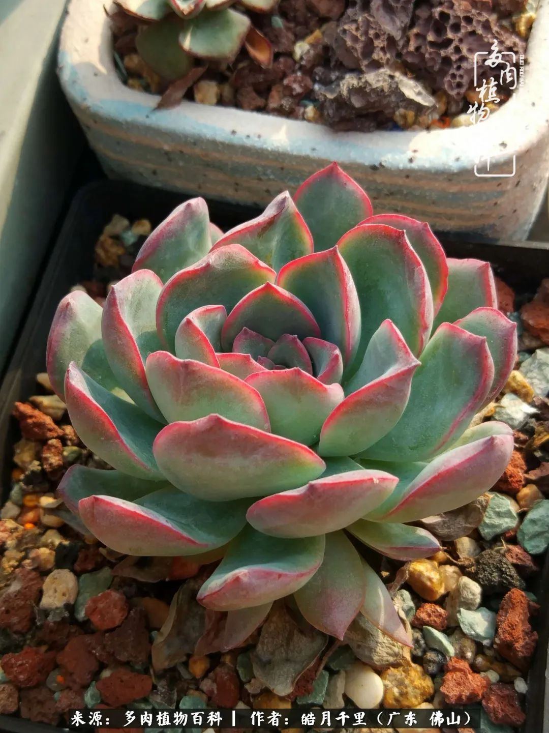 多肉娇气养不活多肉的10个秘密,养多肉是件很治愈的事情