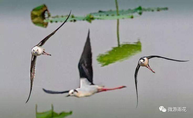 南京三桥湿地生态公园,南京三桥湿地公园