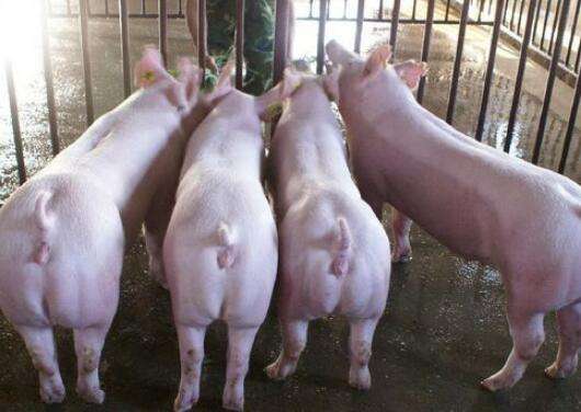 猪在料槽里拉屎拉尿怎么办,养的猪一直在死怎么办