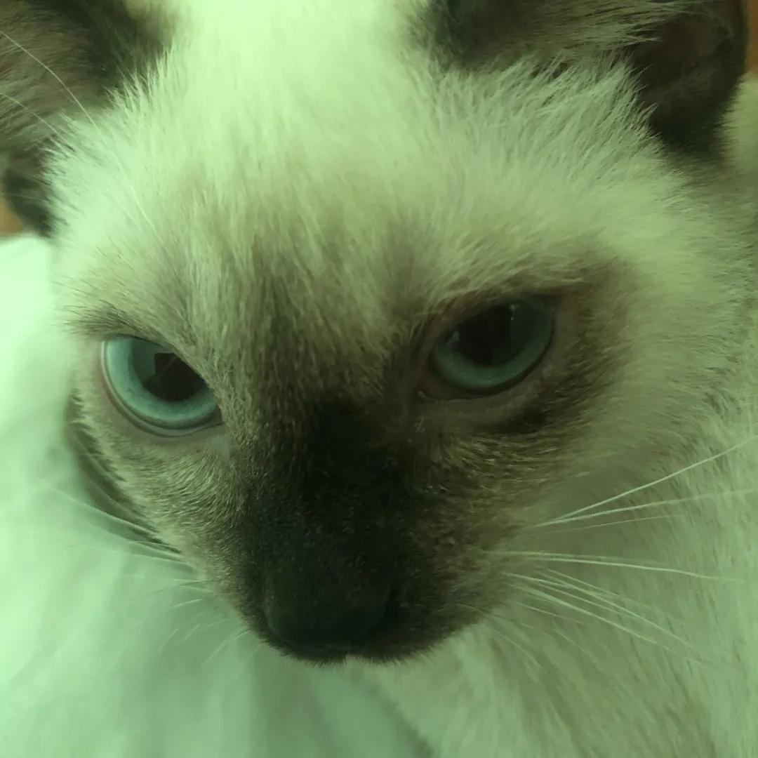 和宠物交流说什么,宠物谈恋爱怎么回事