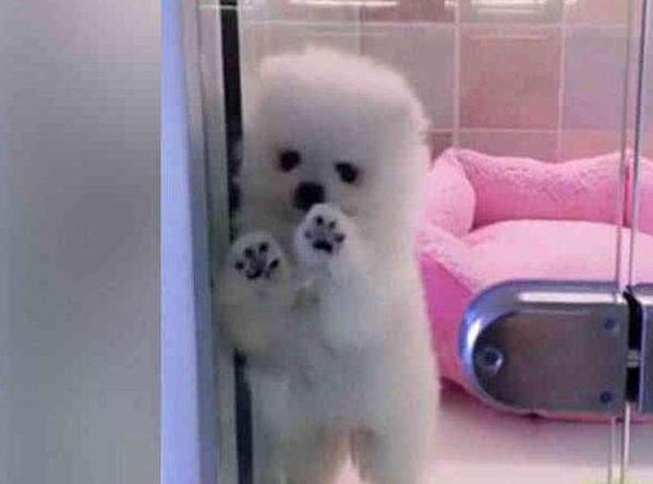 狗狗经常做什么动作对它的腿不好,狗狗最想让主人知道的八件事