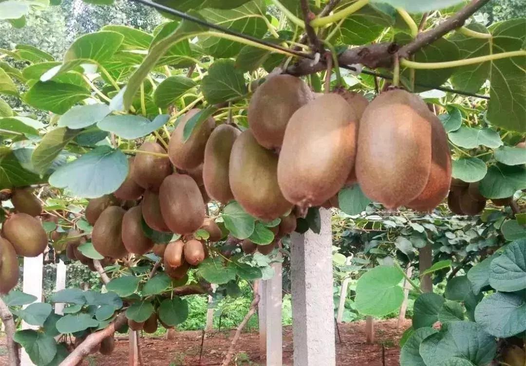 金秋采摘正当时!山东这十种田间美味错过再等一年!