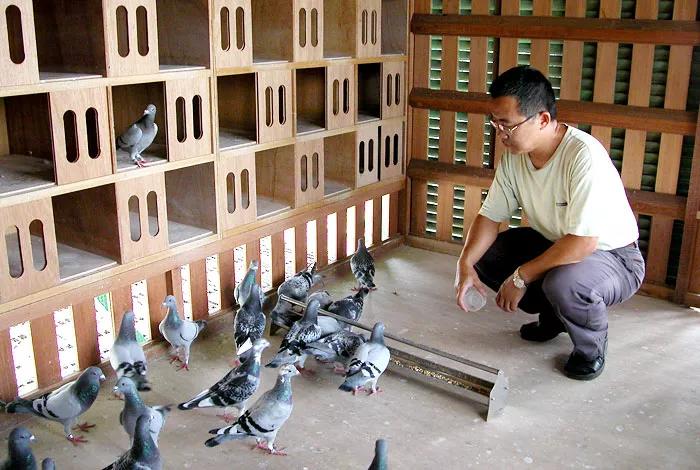 换羽最佳时间表,人工换羽的最佳方法