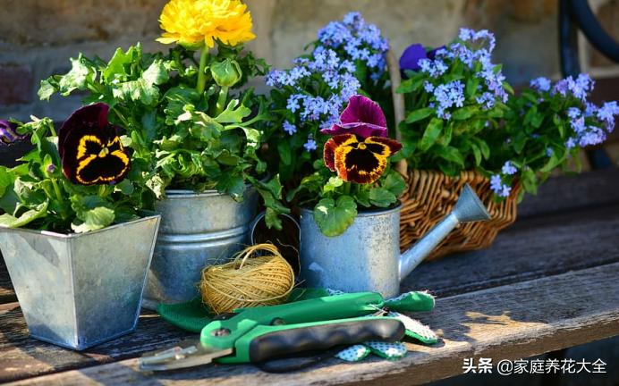 养花从播种到开花教程,新手养花的正确方法图解