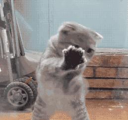 搞笑老鹰捉小鸡图片,搞笑版老鹰抓小鸡视频抖音30秒