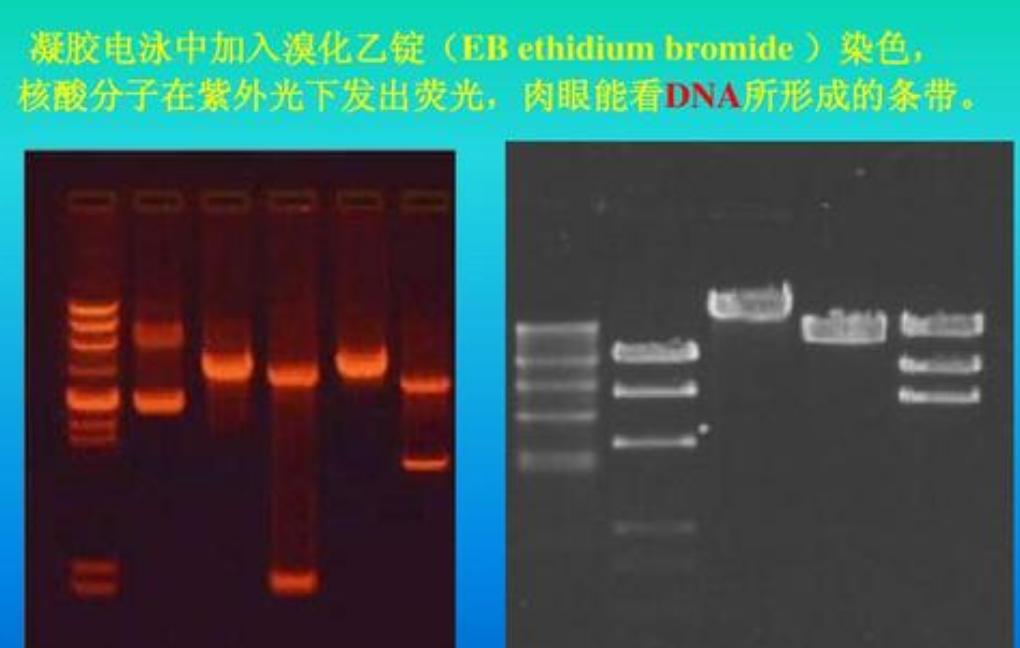 pcr核酸检测技术结果分析,核酸检测方法pcr技术