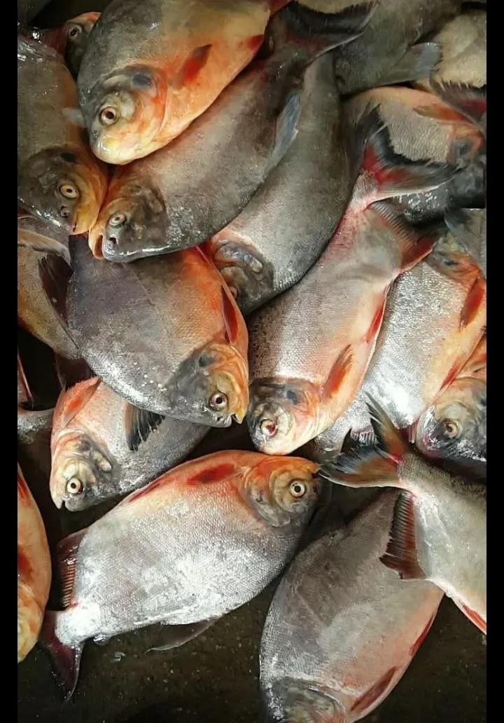 黑坑钓鲳鱼调漂,柳州哪里可以钓鲳鱼黑坑