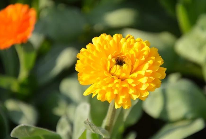 春天开的菊花类花卉大全,春季开花的波斯菊花