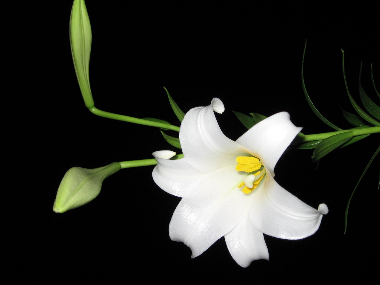 威廉·布莱克：一沙一世界，一花一天堂