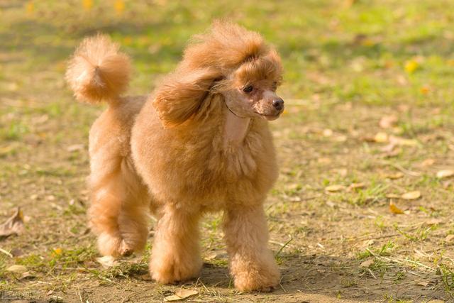 如何看贵宾犬是不是纯种,怎么看是不是纯种贵宾犬