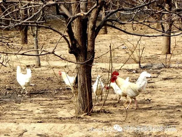 鸭梨与皇冠梨雪花梨哪个好,鸭梨雪花梨皇冠梨的区别