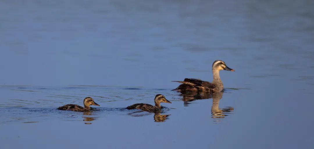 涂上黄色的“润唇膏”，TA就是野鸭中最靓的仔