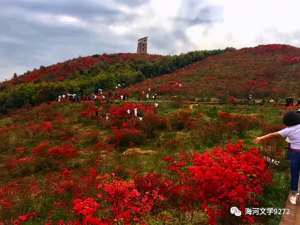圣井山杜鹃花海,圣井山杜鹃花有多少亩