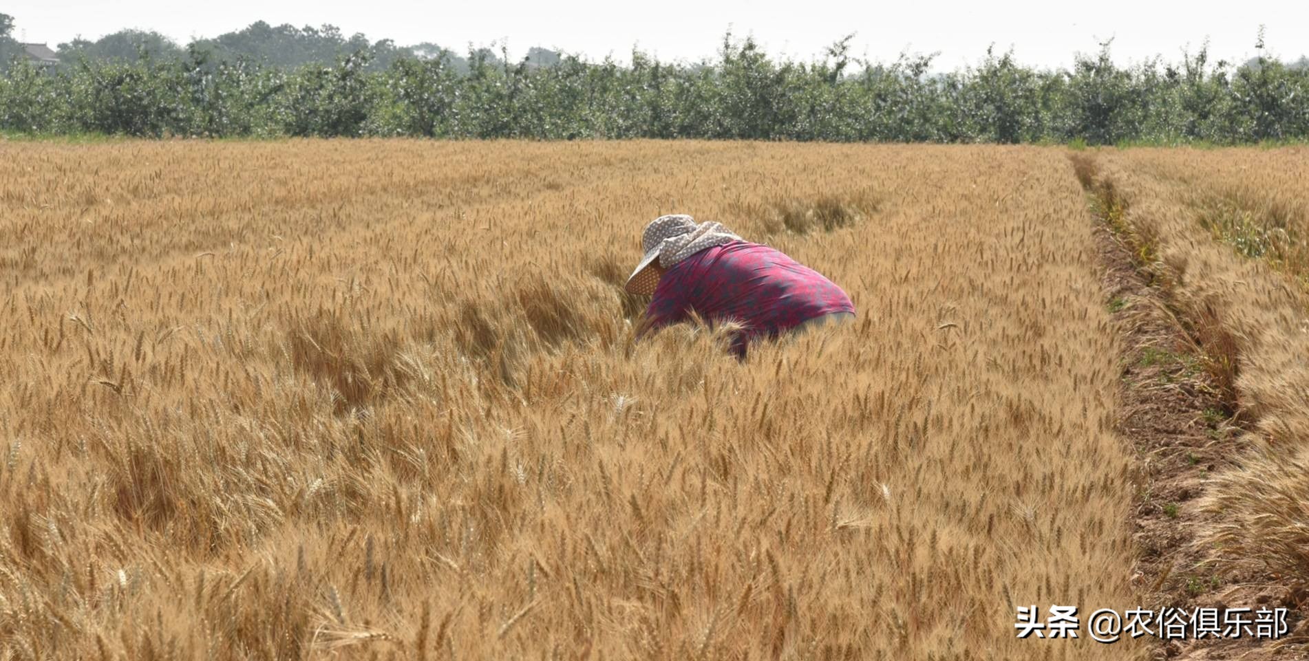 四月十二下雨谚语,四月十二的农谚