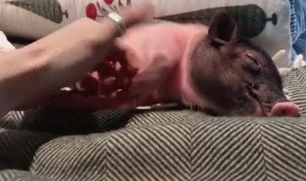 井柏然的家曝光,井柏然的猪