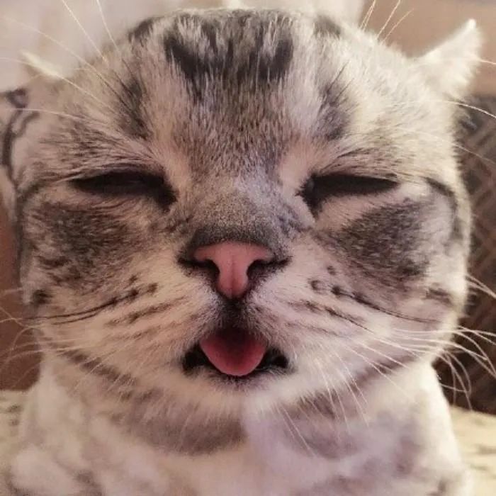 母猫如何安排产房,母猫怀孕怎么布置产房