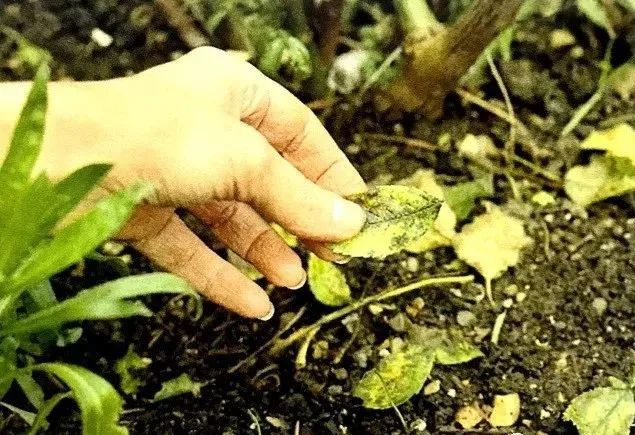 植物长虫子了怎么杀虫,植物长虫杀虫剂