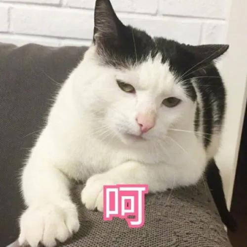 中华田园猫优点和缺点,中华田园猫有哪些品种