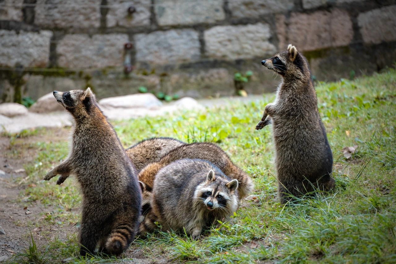 火箭浣熊是小熊猫还是小浣熊,小熊猫是浣熊科动物吗