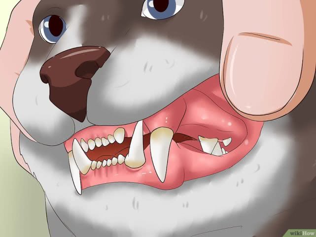 演技爆表!为了不吃药这猫学会了螃蟹的技能