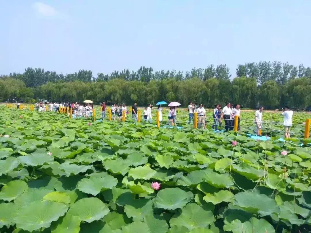 中国著名赏荷胜地,中国最著名的十大赏荷地