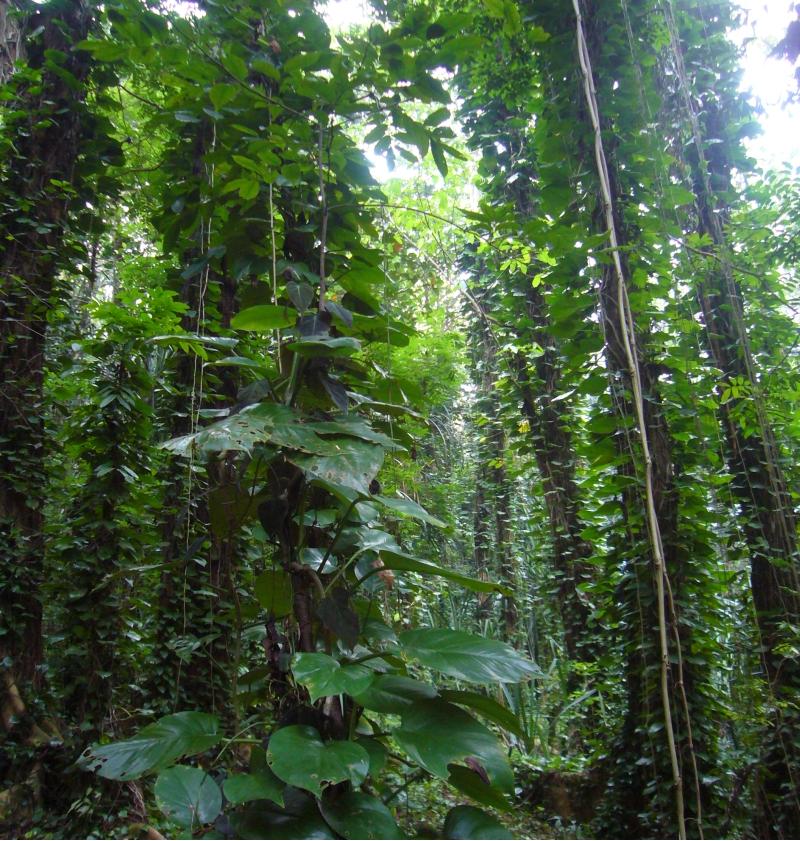 别说你对绿植没有误解，来看看你占哪一条