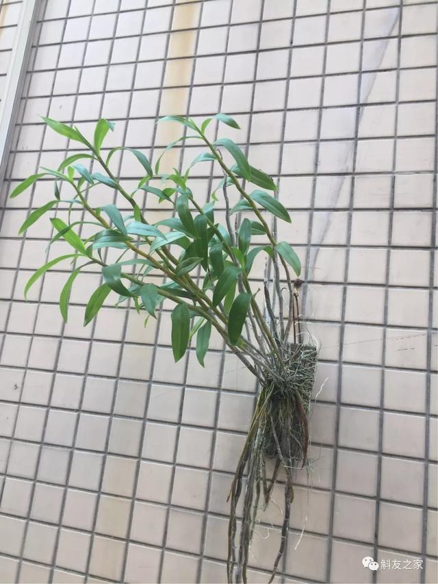 石斛兰用苔藓包着水培不烂根吗,香水石斛兰烂根重栽怎么浇水