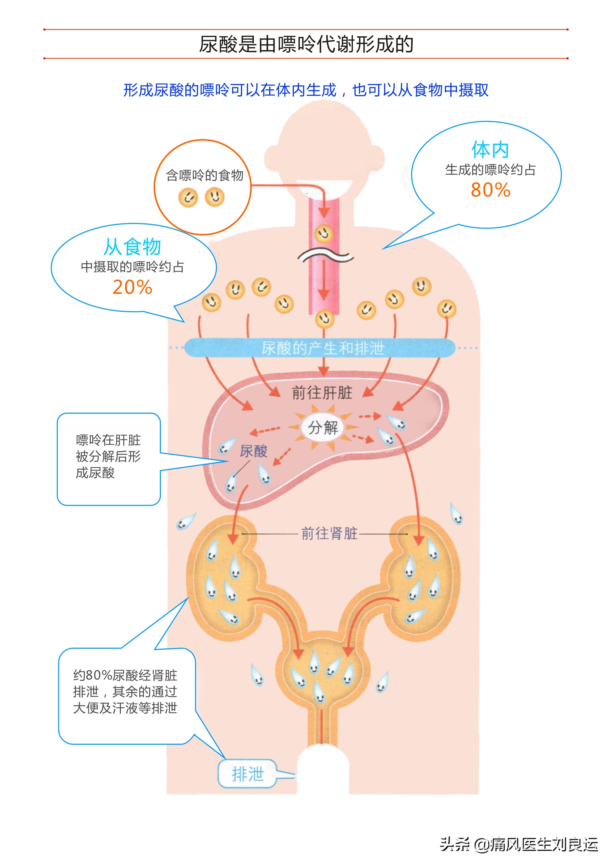 快速降尿酸有“特效药”吗？“根治”痛风的真相你清楚吗？