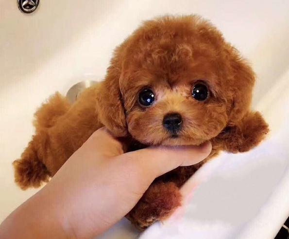 泰迪2个月吃什么,泰迪2个月吃什么鱼油