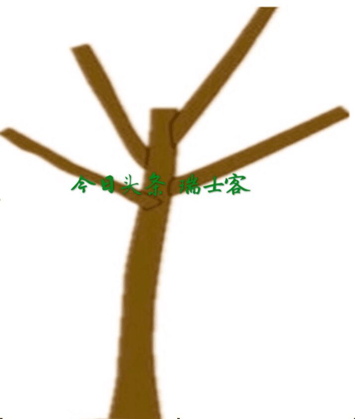 菠萝蜜种植几年结果,种了几年的菠萝蜜不结果怎么办