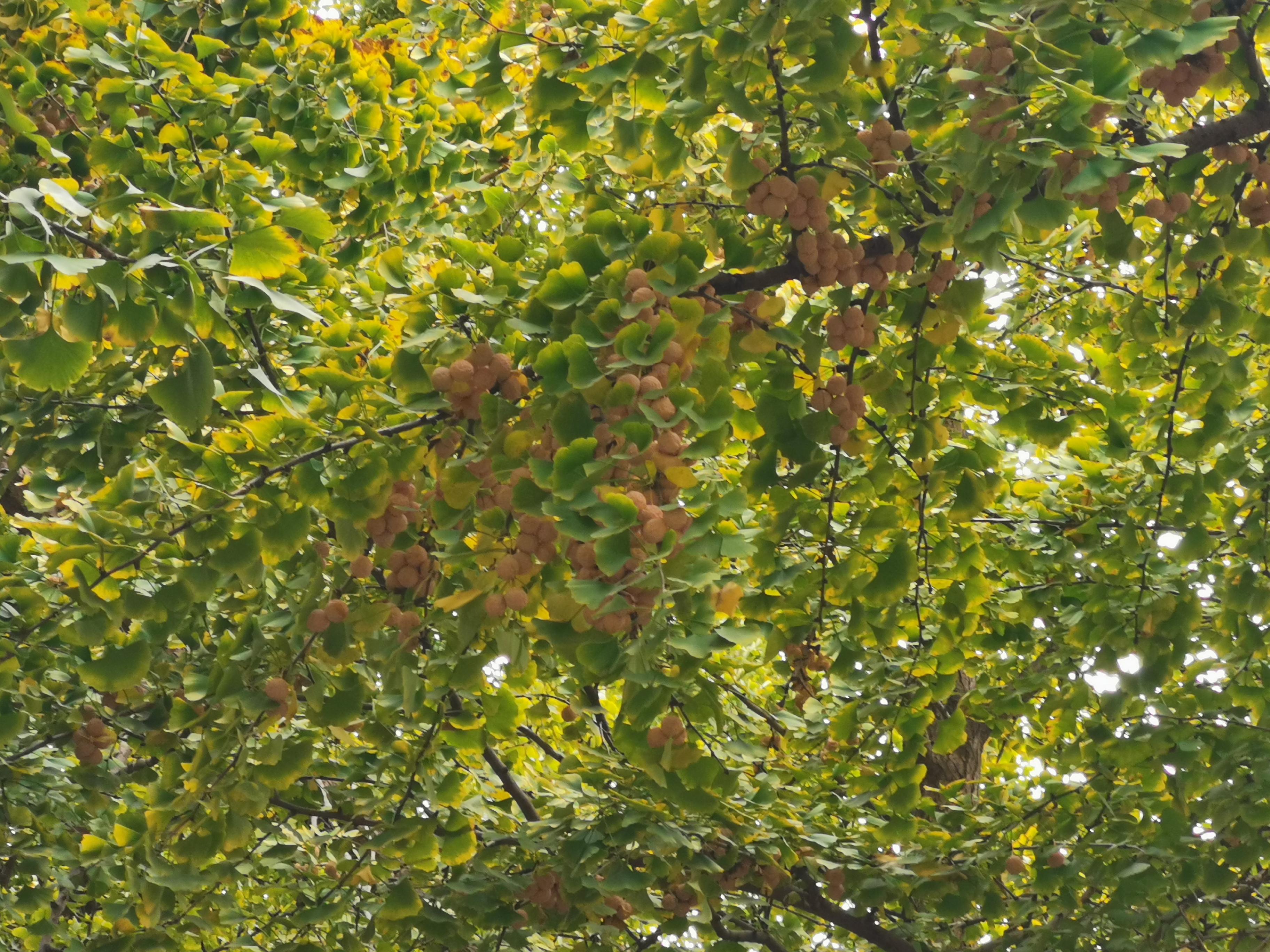 白果到了春天还能吃吗,白果什么时候能吃