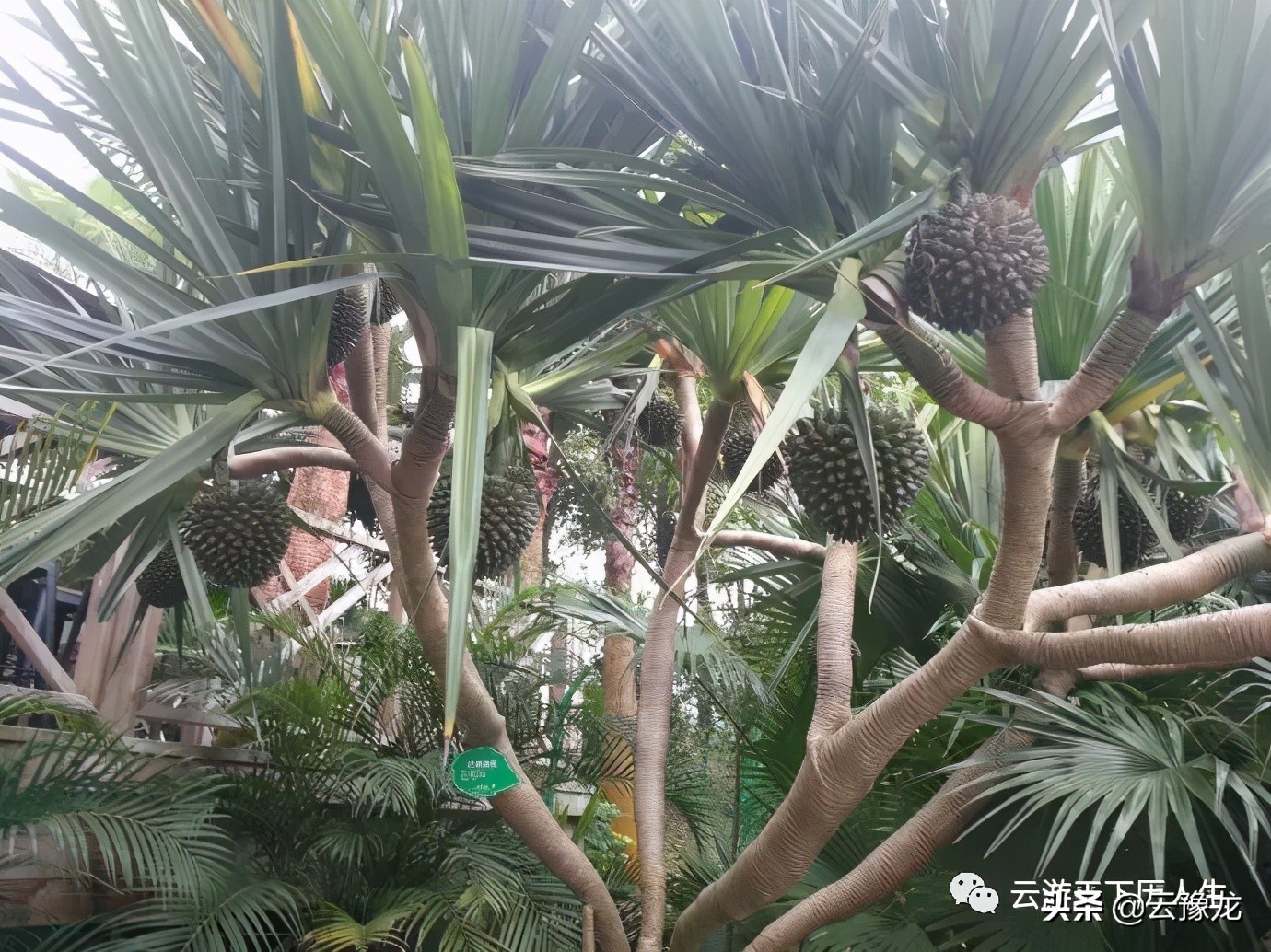 漳州长泰半月山温泉旅游团,漳州半月山温泉度假村