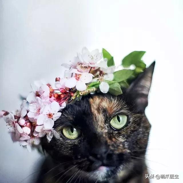 中华田园猫就是叫土猫？论给猫起名，古人可比我们强多了