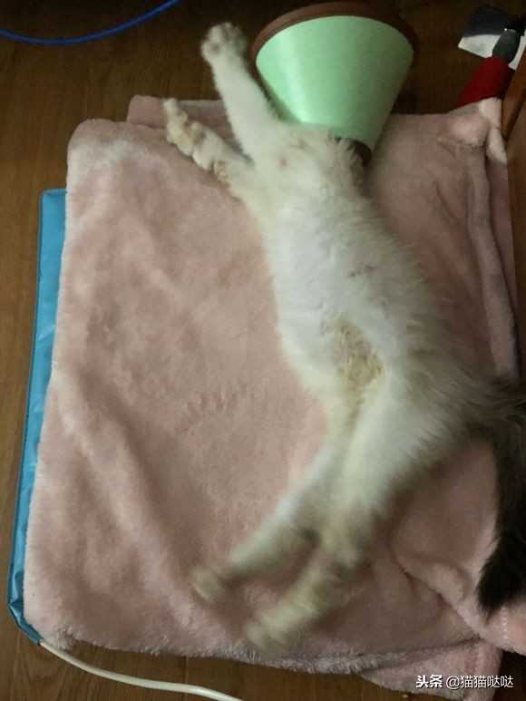 小猫得了猫癣怎么治好得快,小猫得了猫癣能治好吗