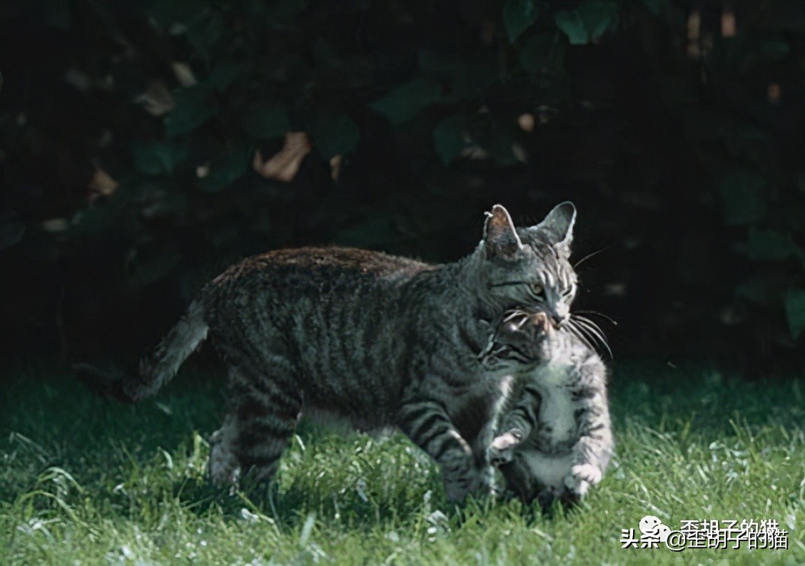 捏住老虎后颈就不敢动了,捏住老虎后颈肉会怎样