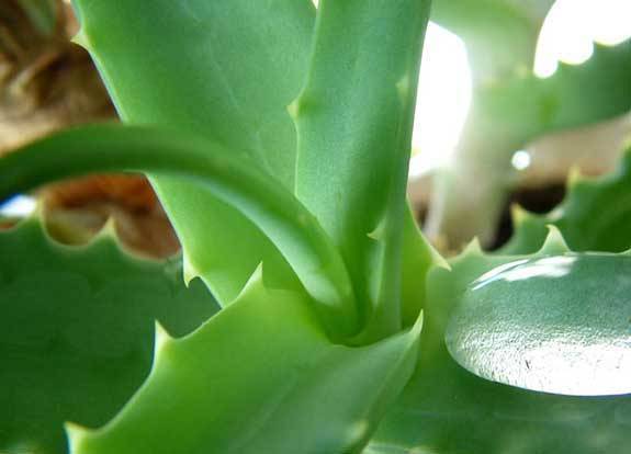 卧室养芦荟好处和坏处,养芦荟怎么保湿好用呢